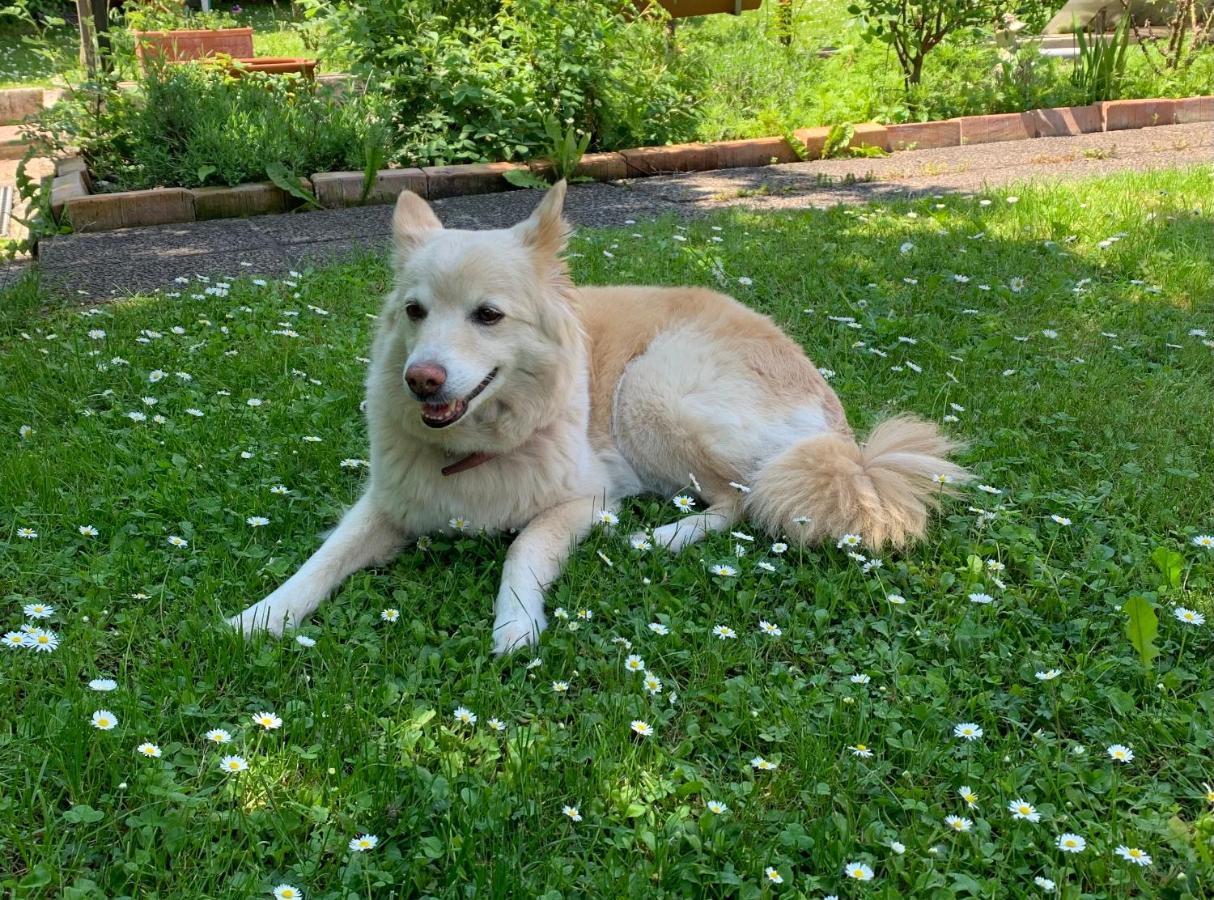 Apartment Christl - Mit Garten Und Pool Zur Mitbenutzung *